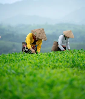 Agriculture